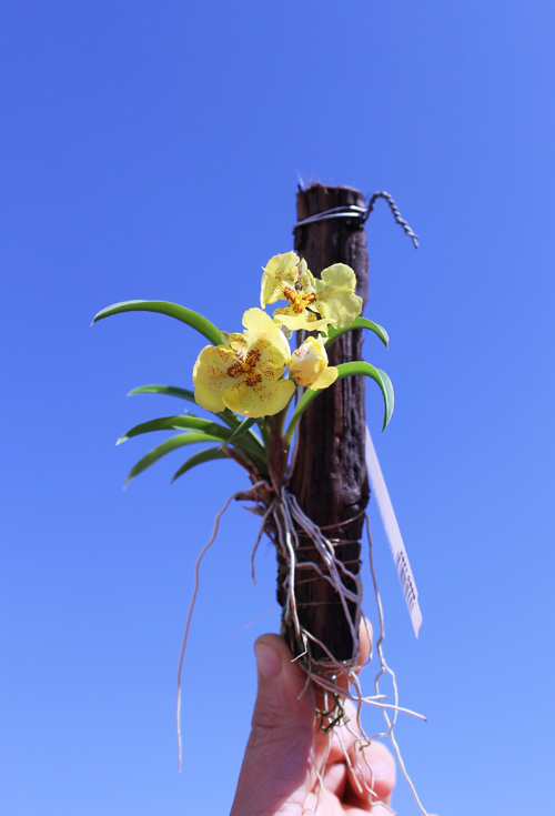 Oncidium (Tolumnia) Midas.jpg
