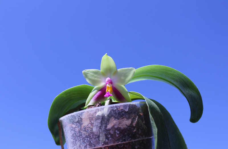 Phalaenopsis KS Happy Eagle.jpg
