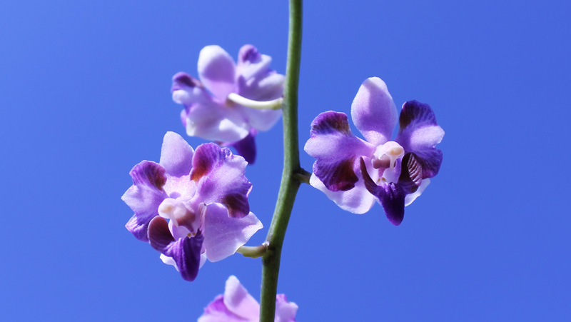 Doritis pulcherrima blue.jpg