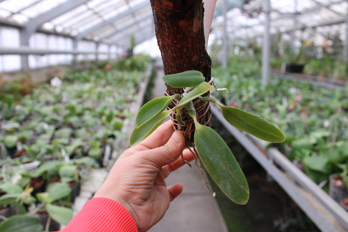 Laelia pumila tipo 'Ruby Queen' x Laelia pumila tipo 'Madrugada' (Z-15).jpg