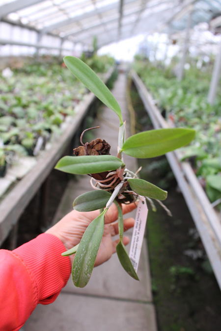 Laelia praestans tipo 'Boa Vista' x Laelia praestans tipo 'A melhor'.jpg