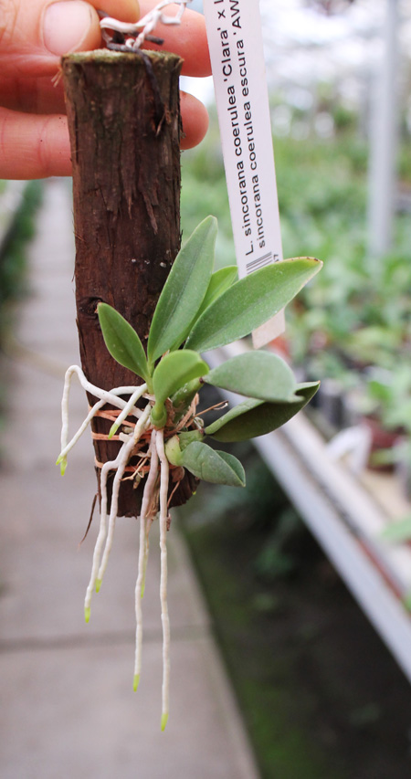 Laelia sincorana coerulea (сlara) x Laelia sincorana coerulea escura 'AWZ'.jpg