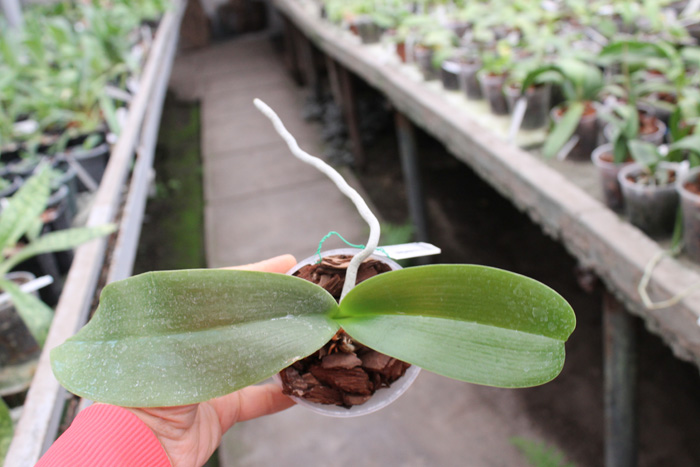 Phalaenopsis Joy Auckland Beauty.jpg