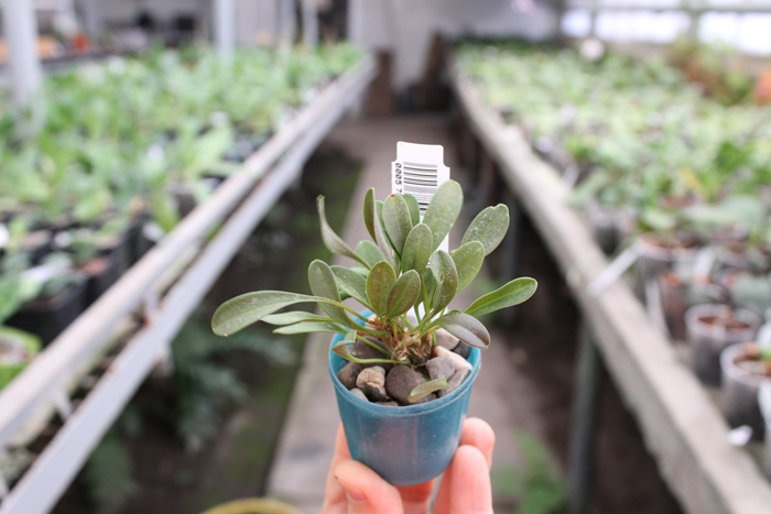 Masdevallia nidifica.jpg