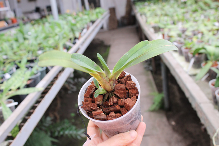 Angraecum magdalenae.jpg