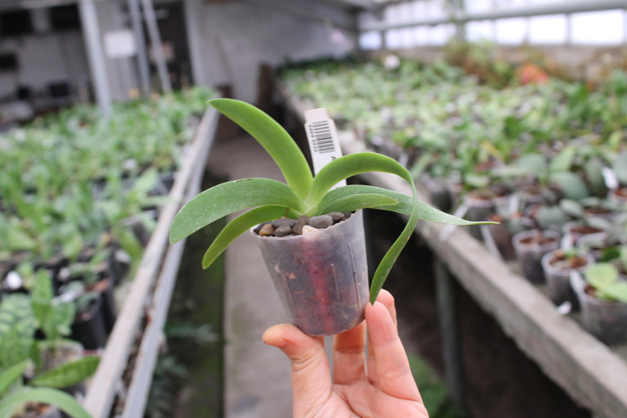 Angraecum leonis.jpg