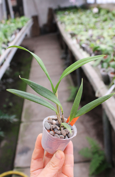 Laelia harpophylla.jpg