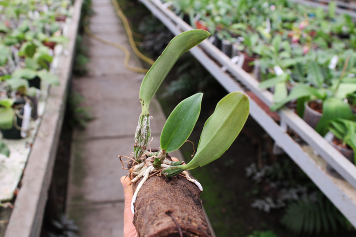 Cattleya walkeriana ('Cambara' x 'Feitico de Goias').jpg