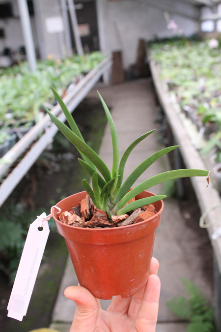 Podangis dactyloceras.jpg