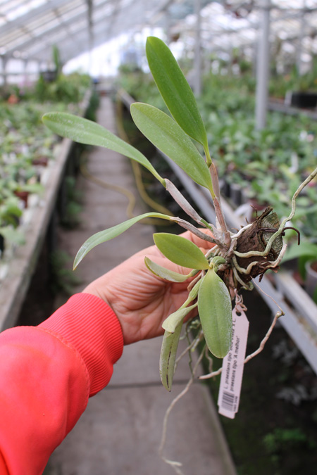 Laelia praestans tipo 'Boa Vista' x Laelia praestans tipo 'A melhor'.jpg