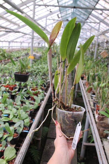 Laelia tenebrosa x Cattleya Penny Kuroda 'spots'.JPG