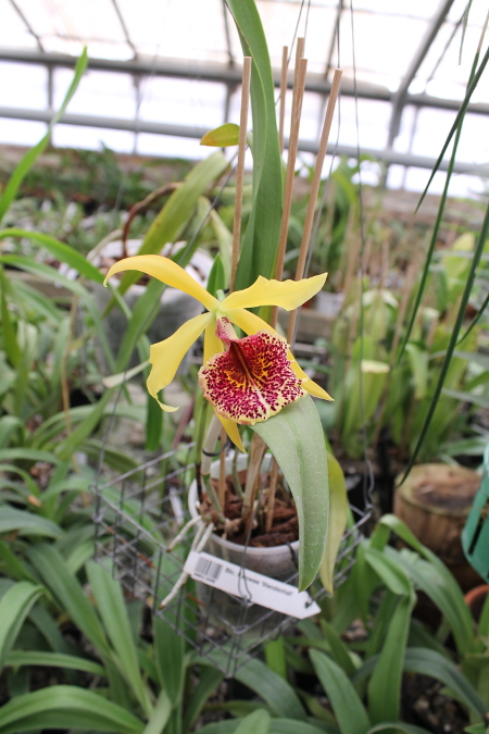 Brassolaeliocattleya Keowee 'Mendenhall'.JPG