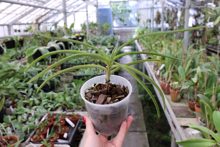 Ascocentrum curvifolium.JPG