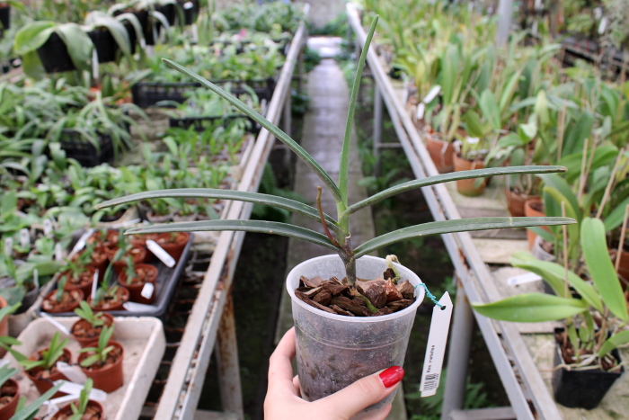 Renanthera matutina.JPG