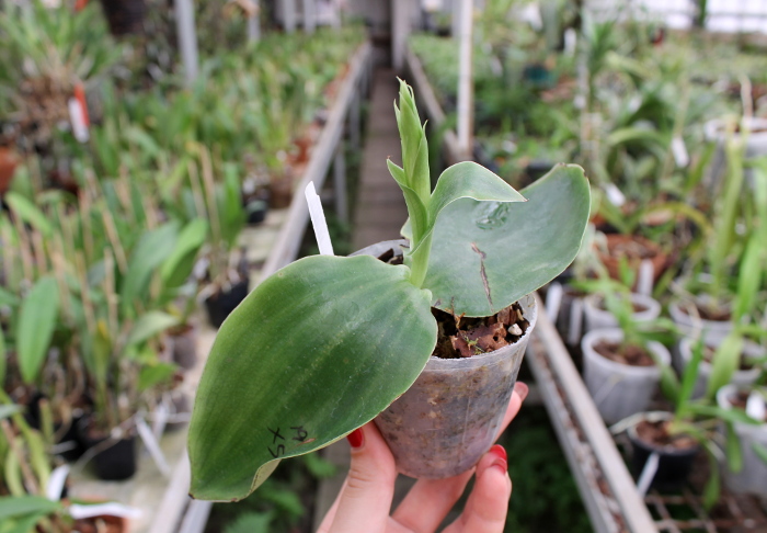 Habenaria sagarikii.JPG