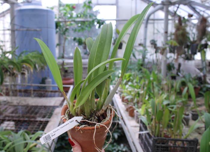Laeliocattleya Kazuko Takamatsu 'Seto Blue'.JPG