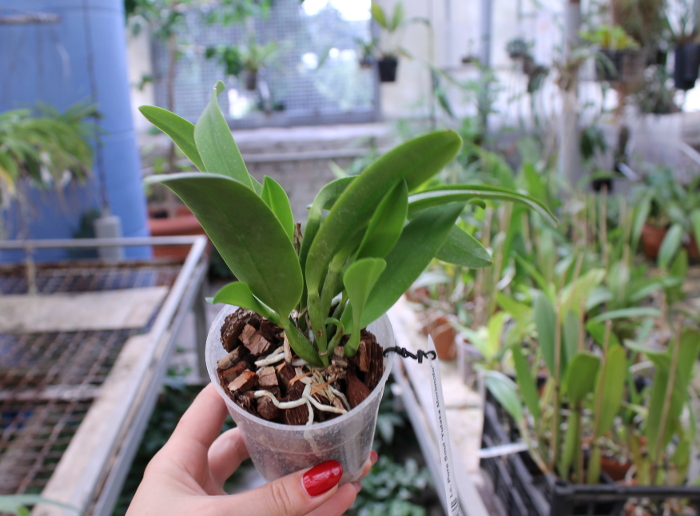 Laeliocattleya Pure Soul 'Yutaka Morimoto'.JPG