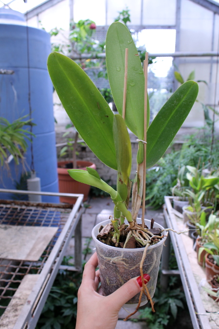 Potinara Susan Fender 'Cover Girl'.JPG