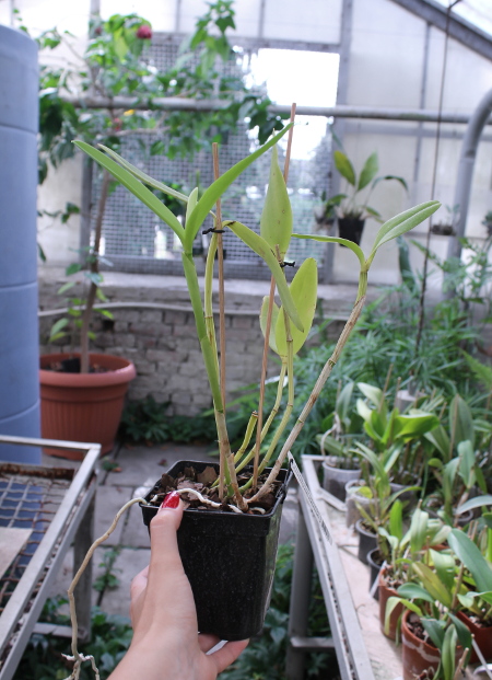 Cattleya harrisoniana clara 'Formosinha' x Cattleya harrisoniana escura 'Cheung's Delight'.JPG