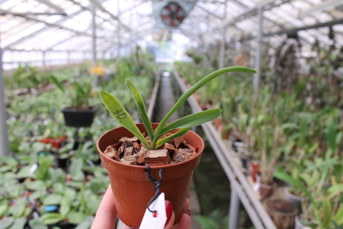 Sobennikoffia robusta.JPG