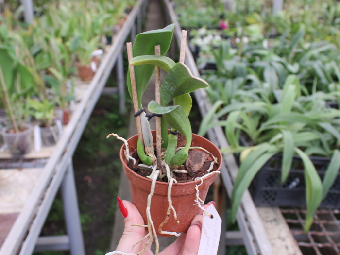 Potinara Angel Kiss 'No.5' (Blc. Love Sound x S. coccinea).JPG