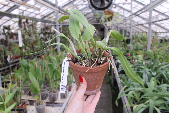 Potinara Chief Free 'Happy Tuesday'.JPG