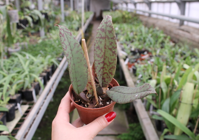 Psychopsis Mendenhall 'Hildos'.JPG