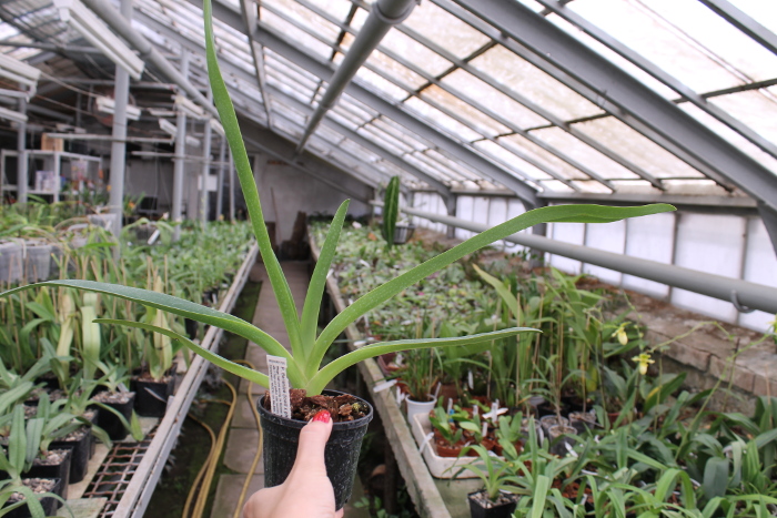 Paphiopedilum Berenice (lowii x philippinense).JPG