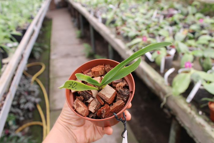 Sobennikoffia robusta.jpg