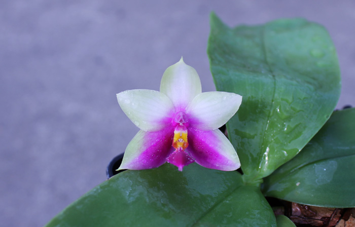 Phalaenopsis Samera x bellina.jpg