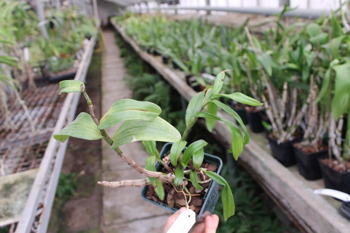 Dendrobium Dawn Marie.jpg