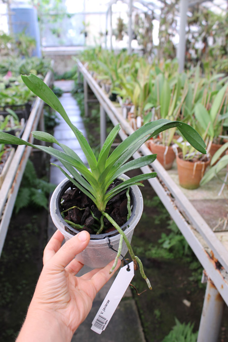 Vanda javierae.jpg