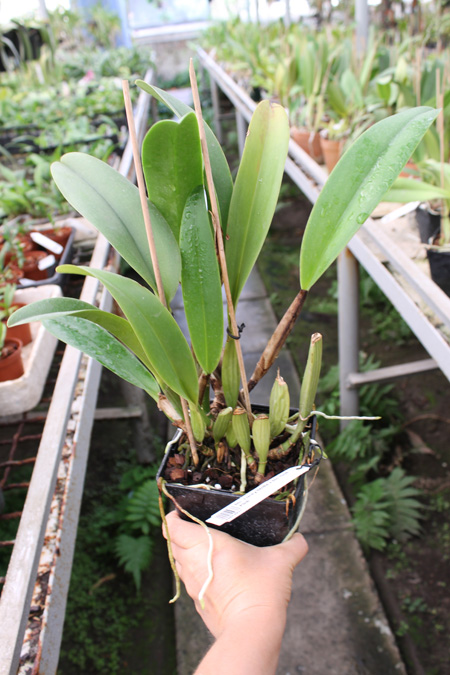 Brassolaeliocattleya Lucky Strike x Brassolaeliocattleya Golf Pink.jpg