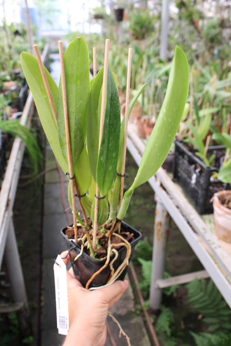 Cattleya mossiae amoena.jpg
