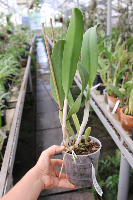 Brassocattleya Golf Green 'Hair Pig' (Cattleya Moscombe x Brassavola digbyana).jpg