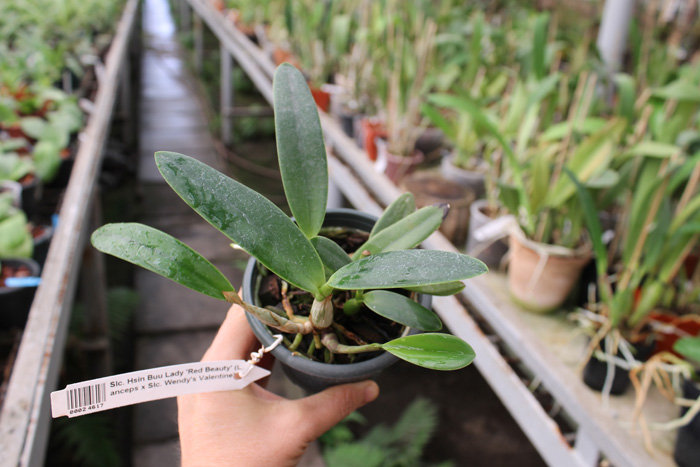 Sophrolaeliocattleya Hsin Buu Lady 'Red Beauty' (Laelia anceps x Sophrolaeliocattleya Wendy's Valentine).jpg