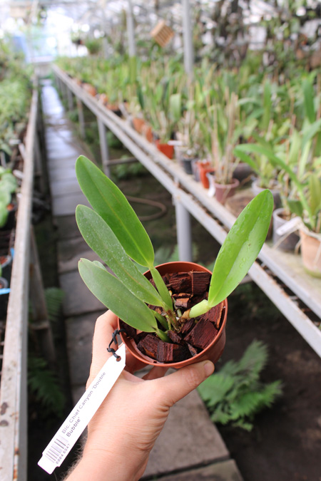 Brassolaeliocattleya Chief Canyon 'Double Bubble'.jpg