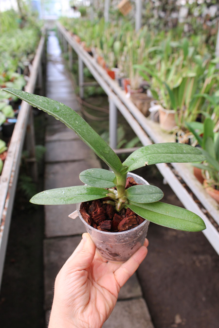 Doritis pulcherrima aquinii.jpg