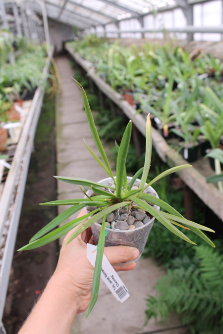 Tolumnia Jairak Rainbow 'Charming'.jpg