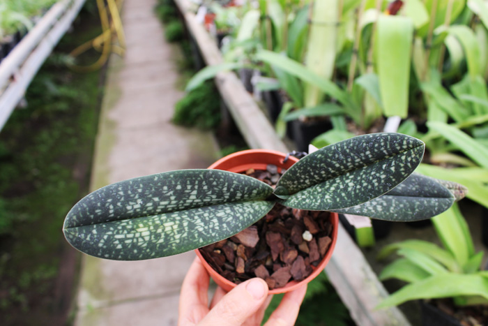 Paphiopedilum Magic Lantern (micranthum x delenatii).jpg