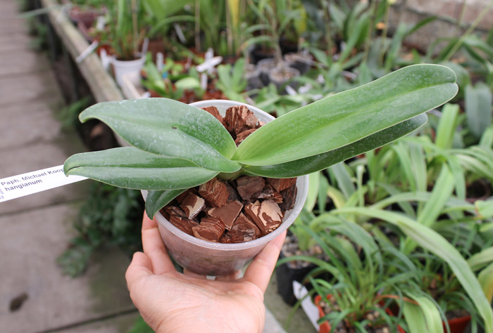Paphiopedilum Michael Koopowitz x hangianum.jpg