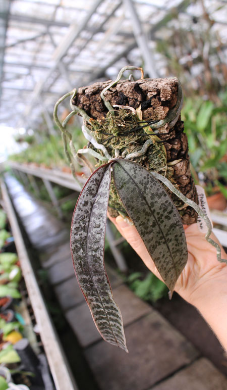 Phalaenopsis schilleriana.jpg