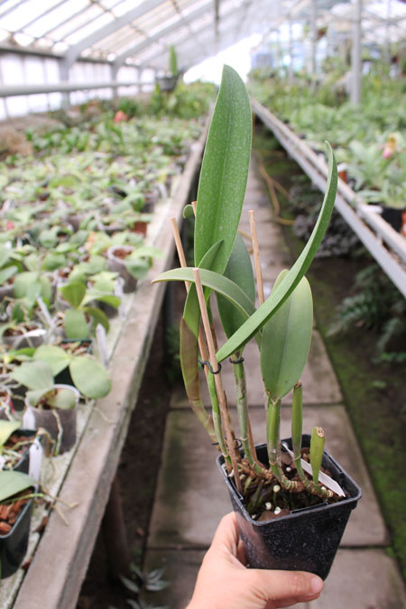 Potinara Luna Jaune 'Celebration' x Brassavola digbyana.jpg