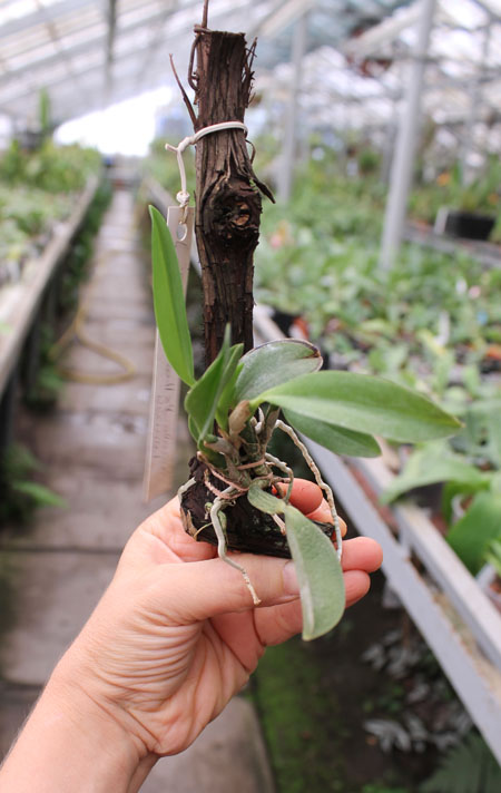 Laelia alaori escura II x Laelia alaori escura I.jpg