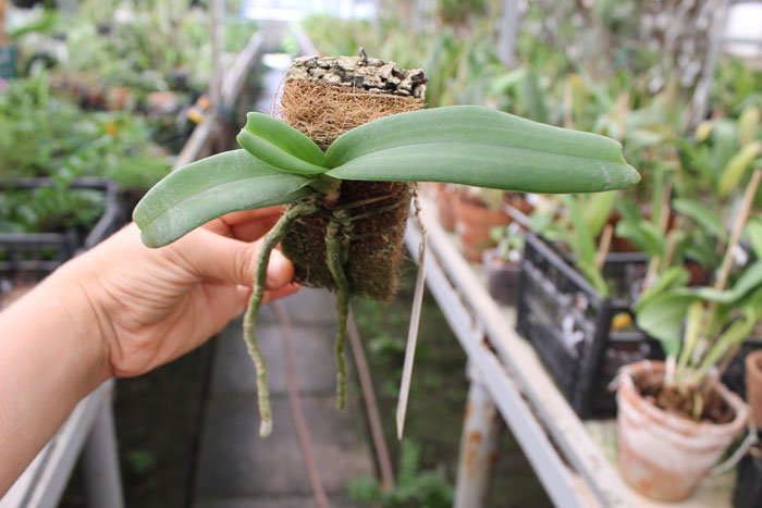 Rhynchostylis gigantea white.jpg