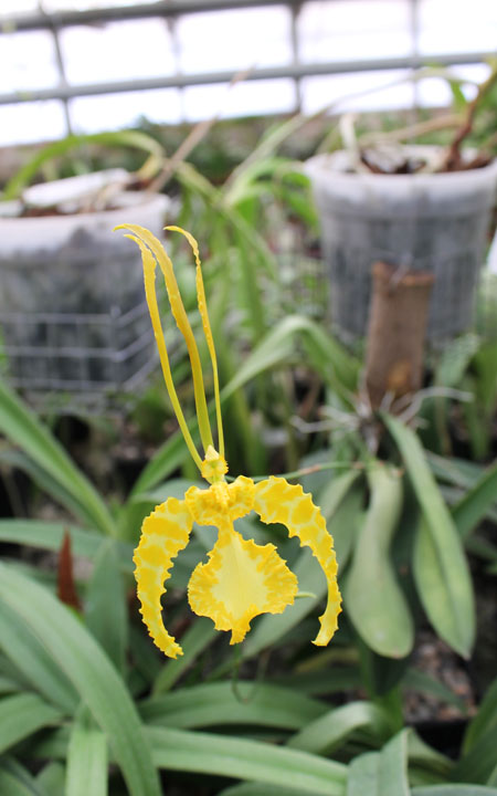 Psychopsis Mariposa alba.jpg