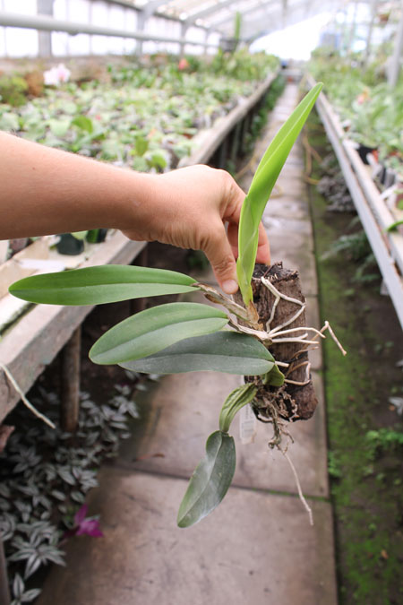 Laelia anceps guerrero x Laelia rubescens.jpg