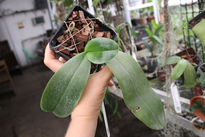 Phalaenopsis Mok Choi Yew (gigantea x violacea).jpg