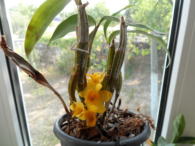 Dendrobium griffithianum.