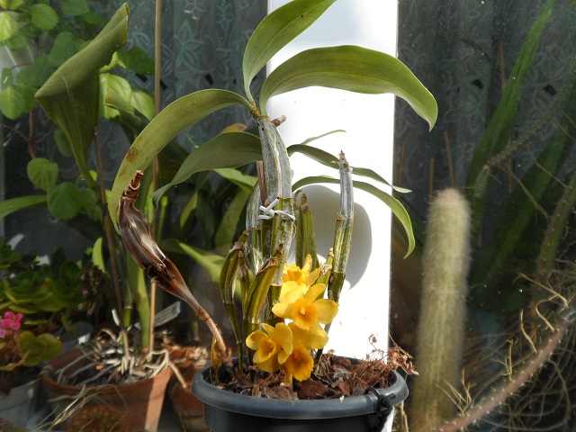 Dendrobium griffithianum.